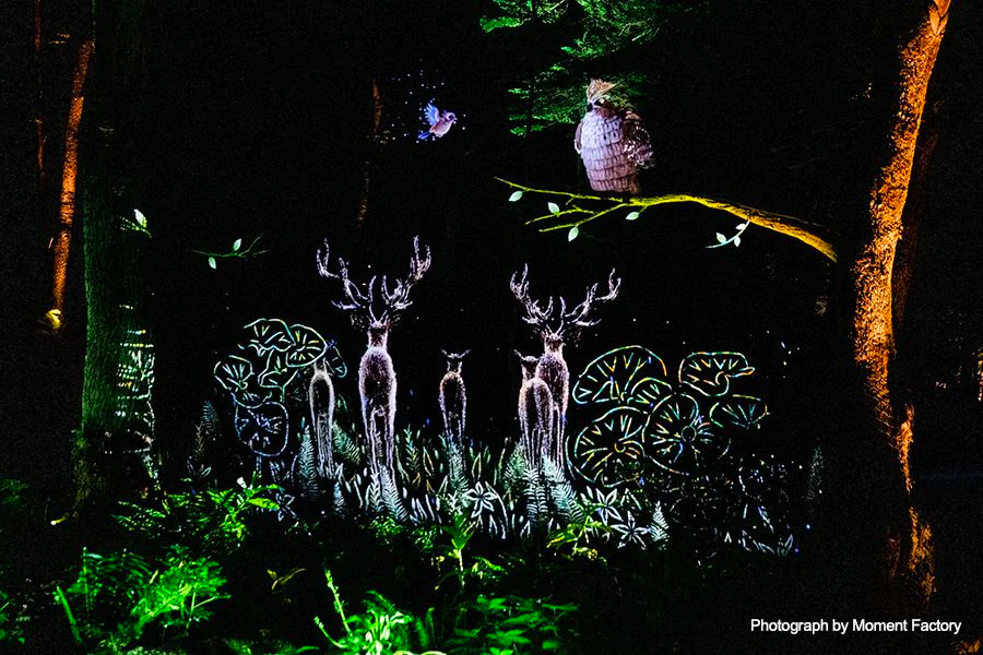 案例｜大红鹰dhy为壮观的Kamuy Lumina魔法夜行旅游项目提供配乐设备